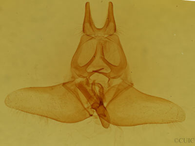 genitalia view of adult Tolypida amaryllis