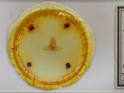 slide view of adult Tolypida amaryllis