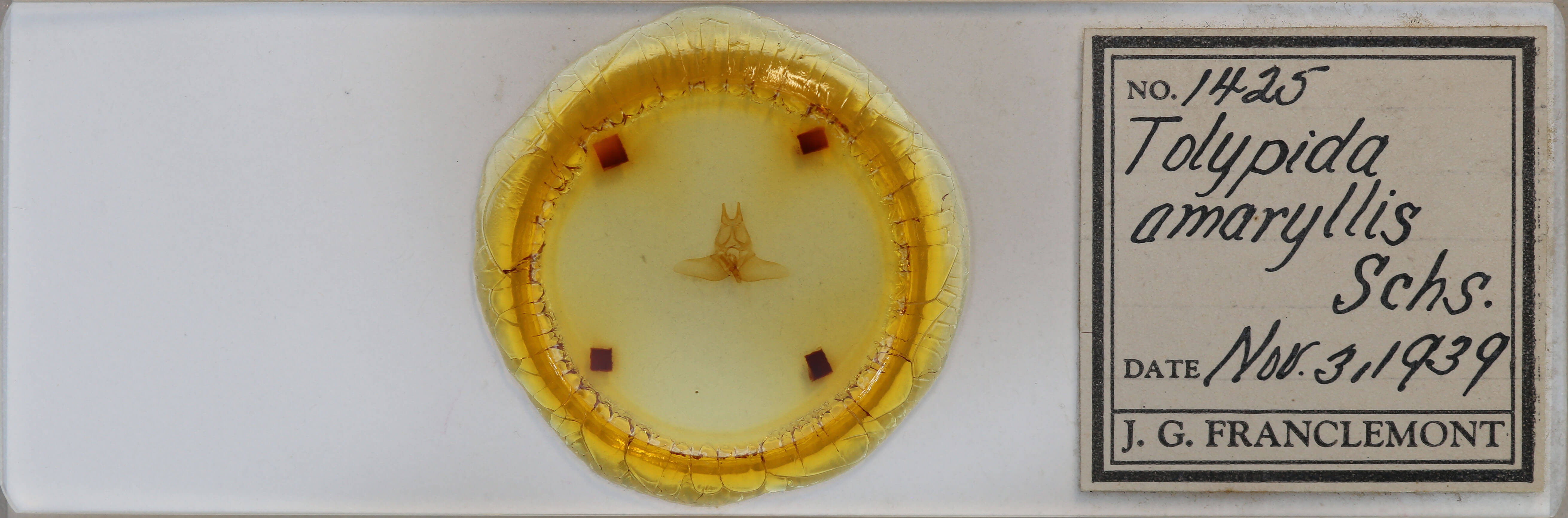 slide view of adult Tolypida amaryllis