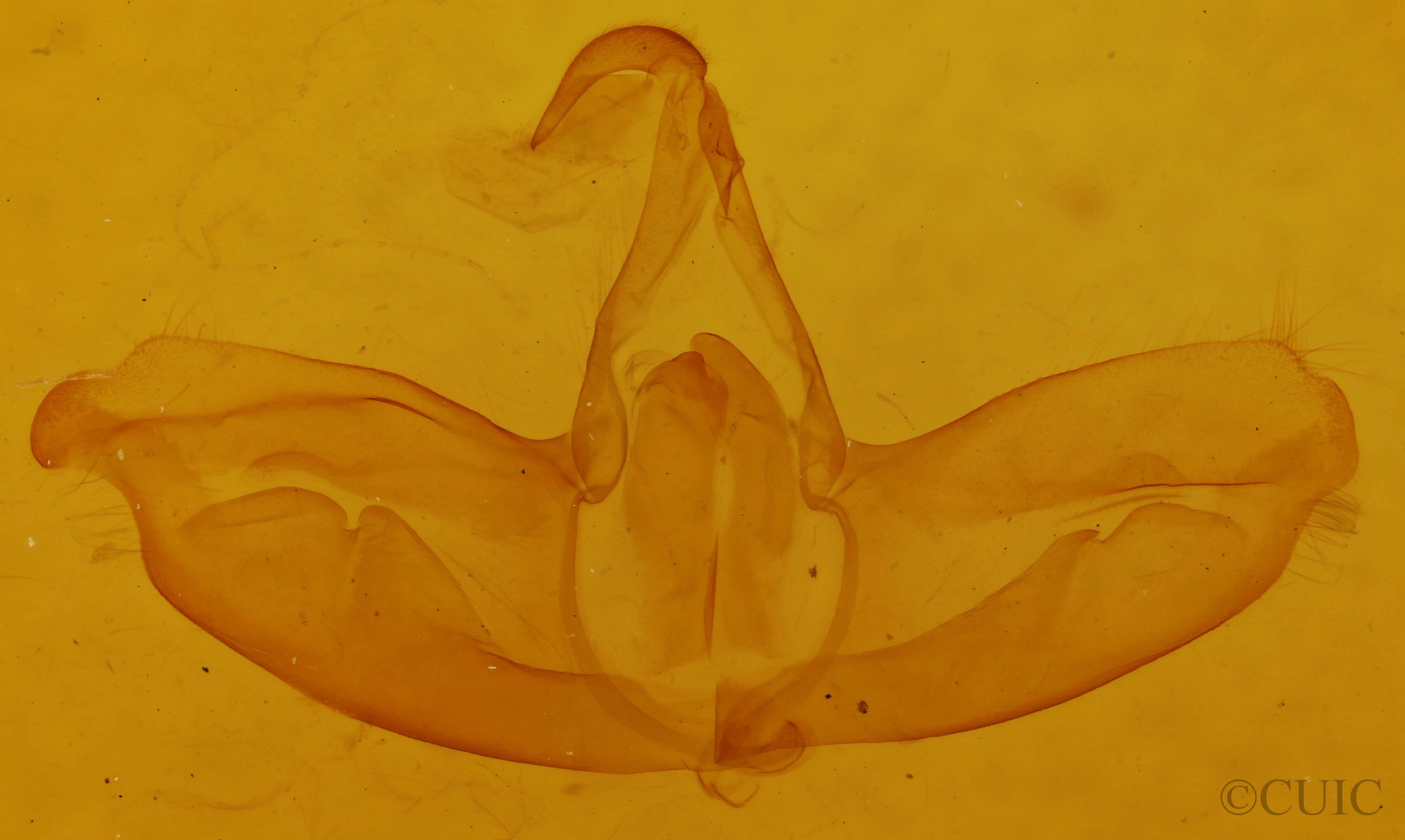 genitalia view of adult Toxonprucha clientis