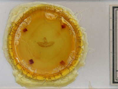 slide view of adult Toxonprucha clientis