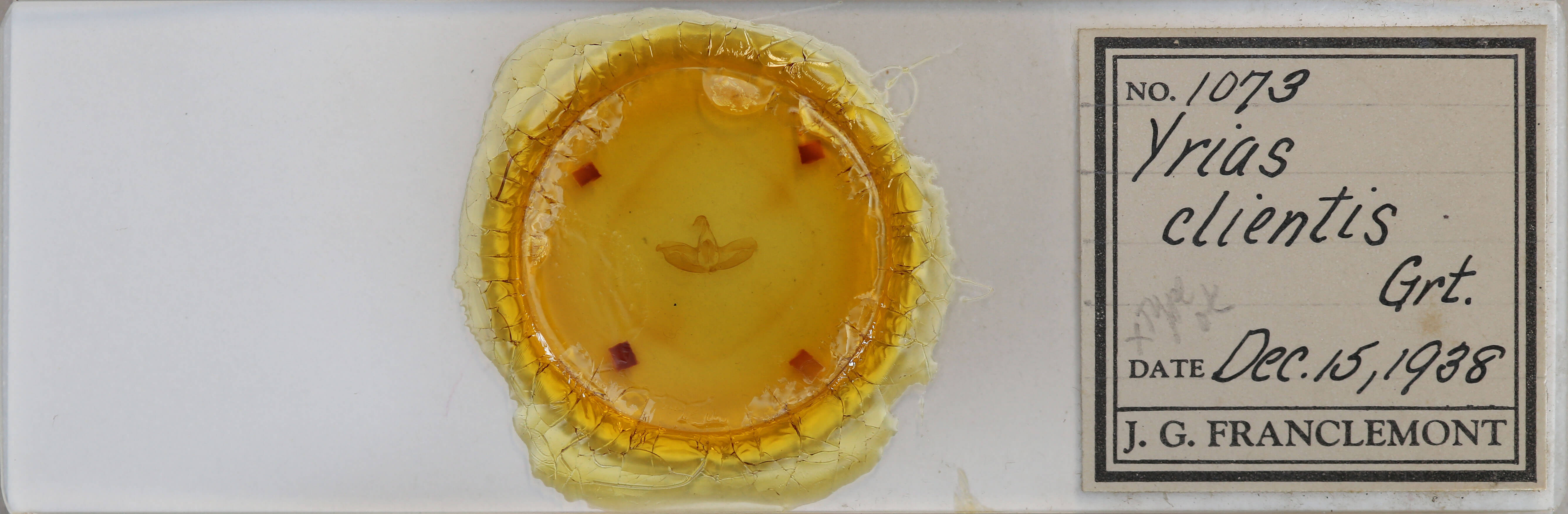 slide view of adult Toxonprucha clientis