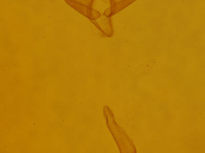 genitalia view of adult Toxonprucha crudelis