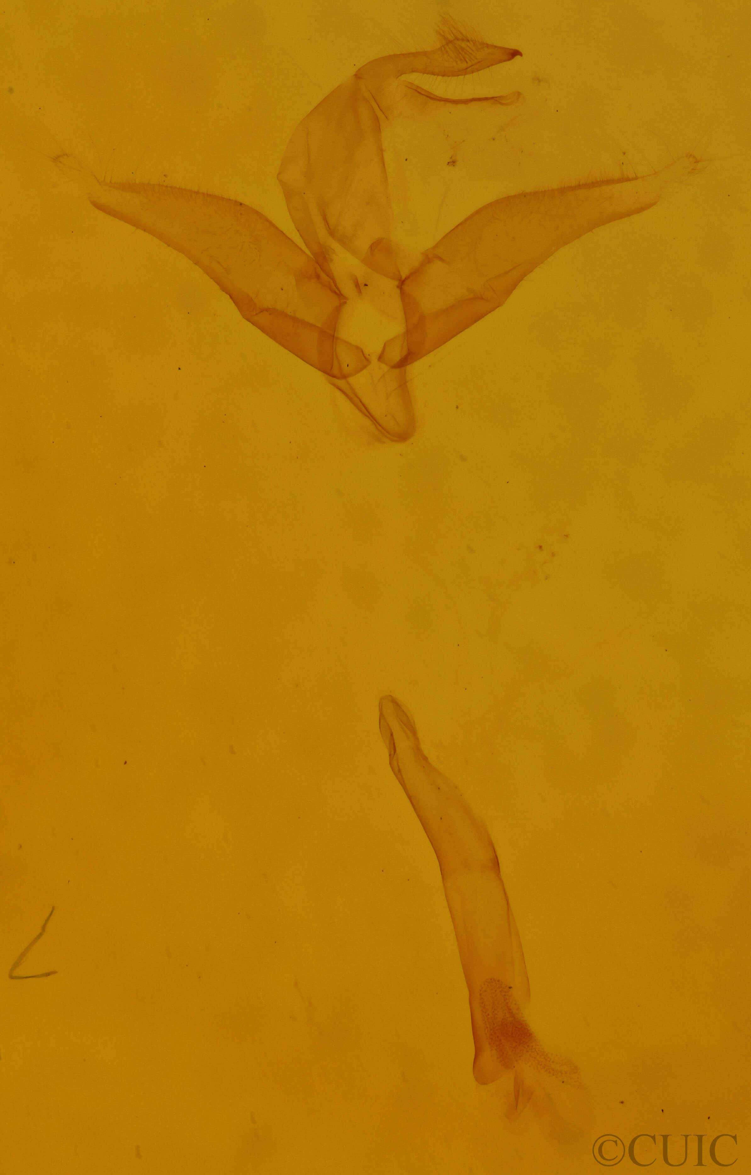 genitalia view of adult Toxonprucha crudelis