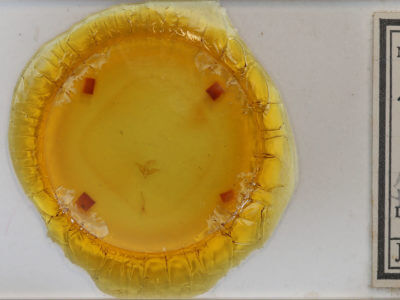 slide view of adult Toxonprucha crudelis