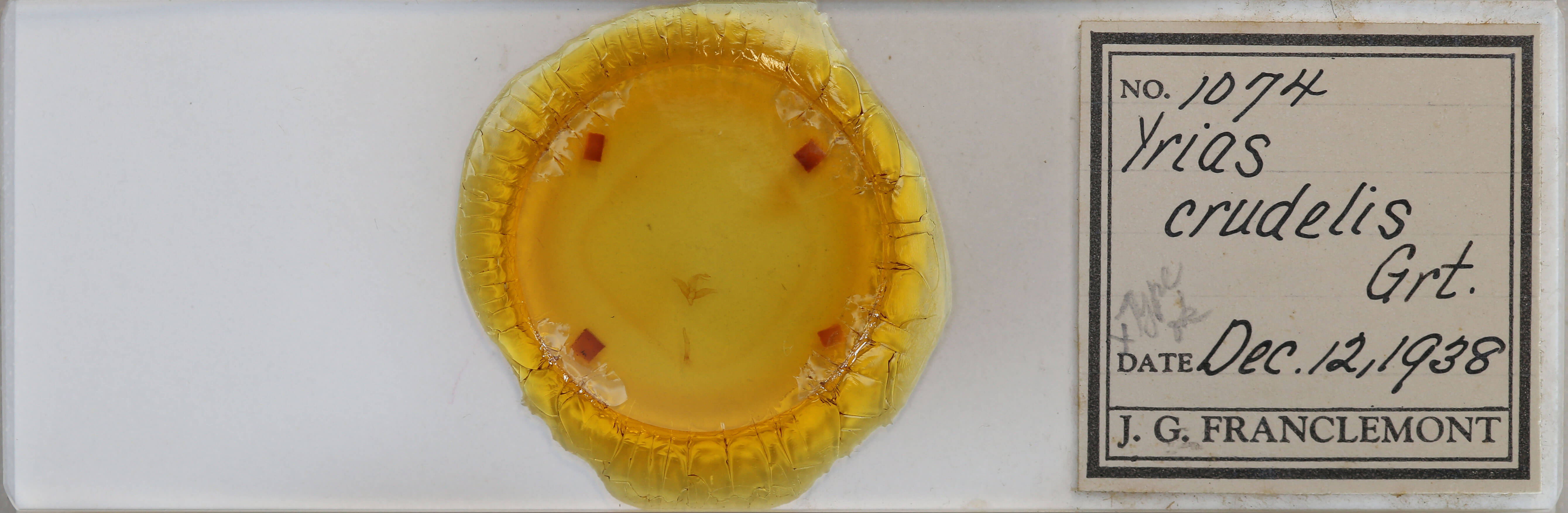 slide view of adult Toxonprucha crudelis