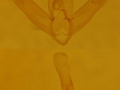 genitalia view of adult Toxonprucha repentis