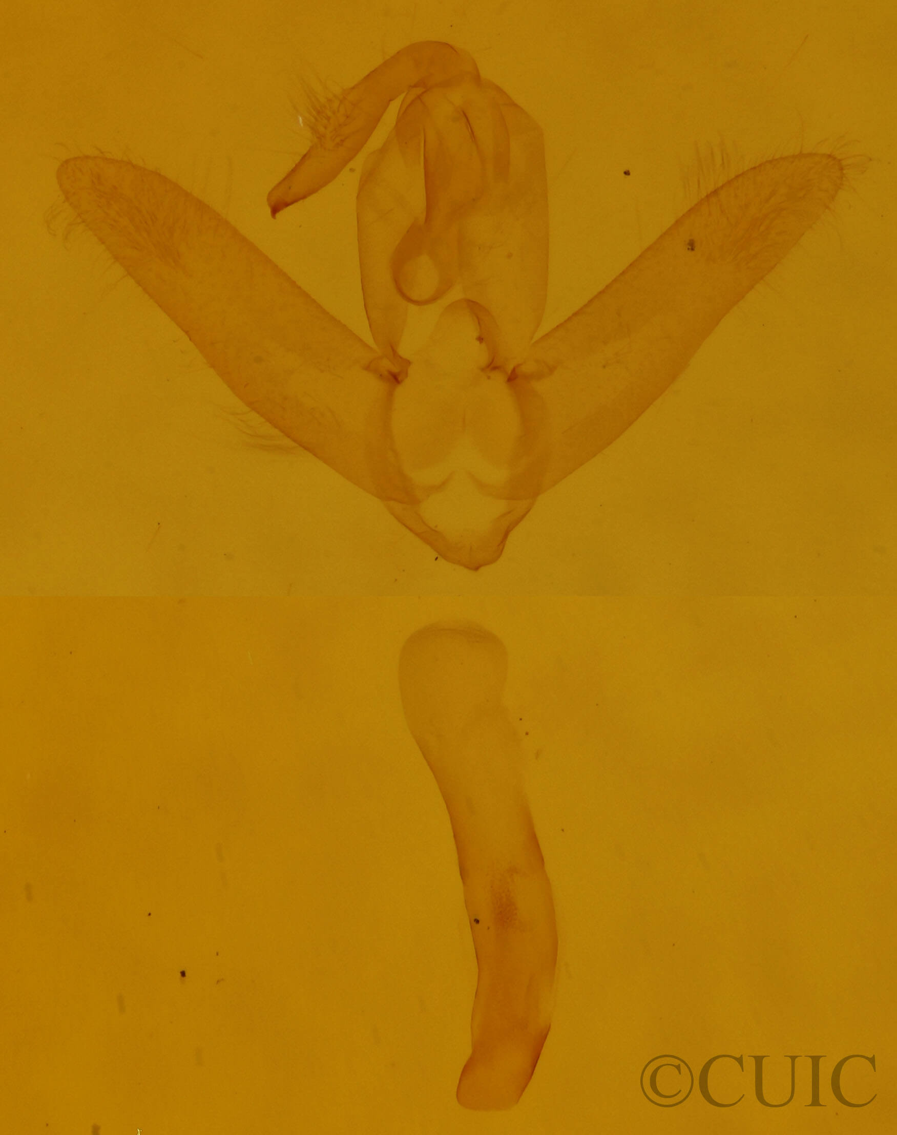 genitalia view of adult Toxonprucha repentis