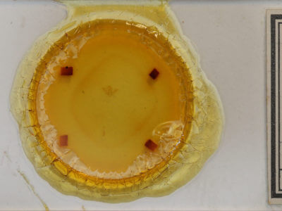 slide view of adult Toxonprucha repentis