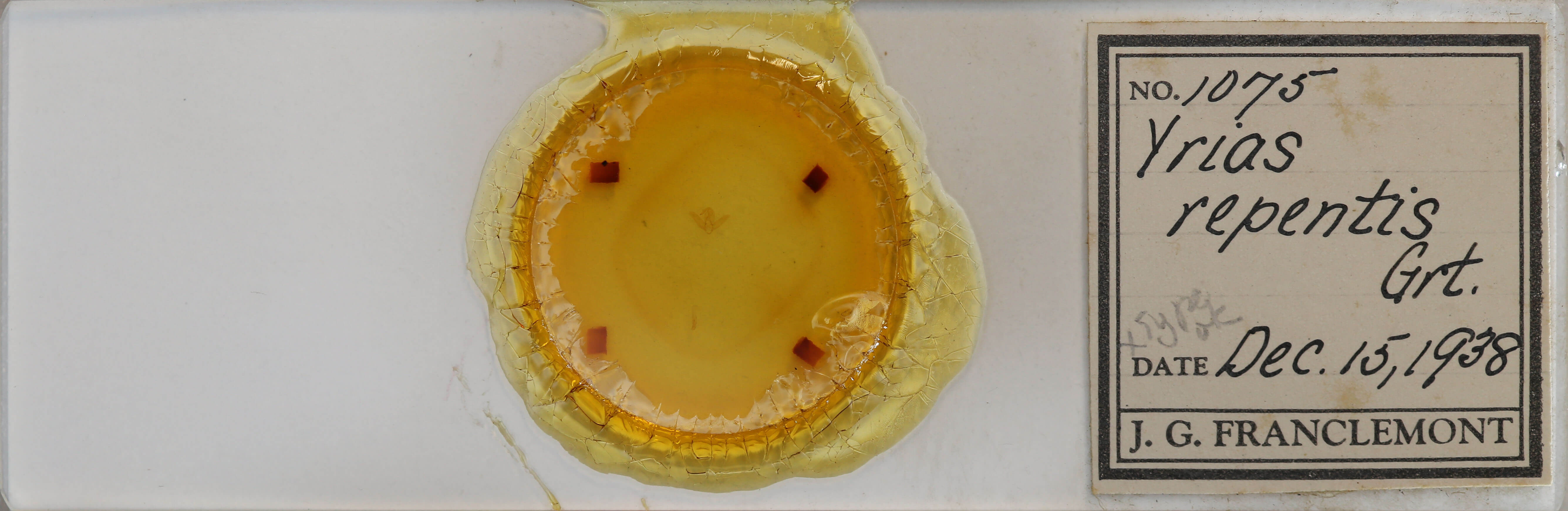 slide view of adult Toxonprucha repentis