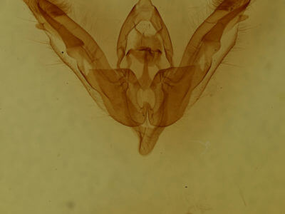 genitalia view of adult Tricholita signata
