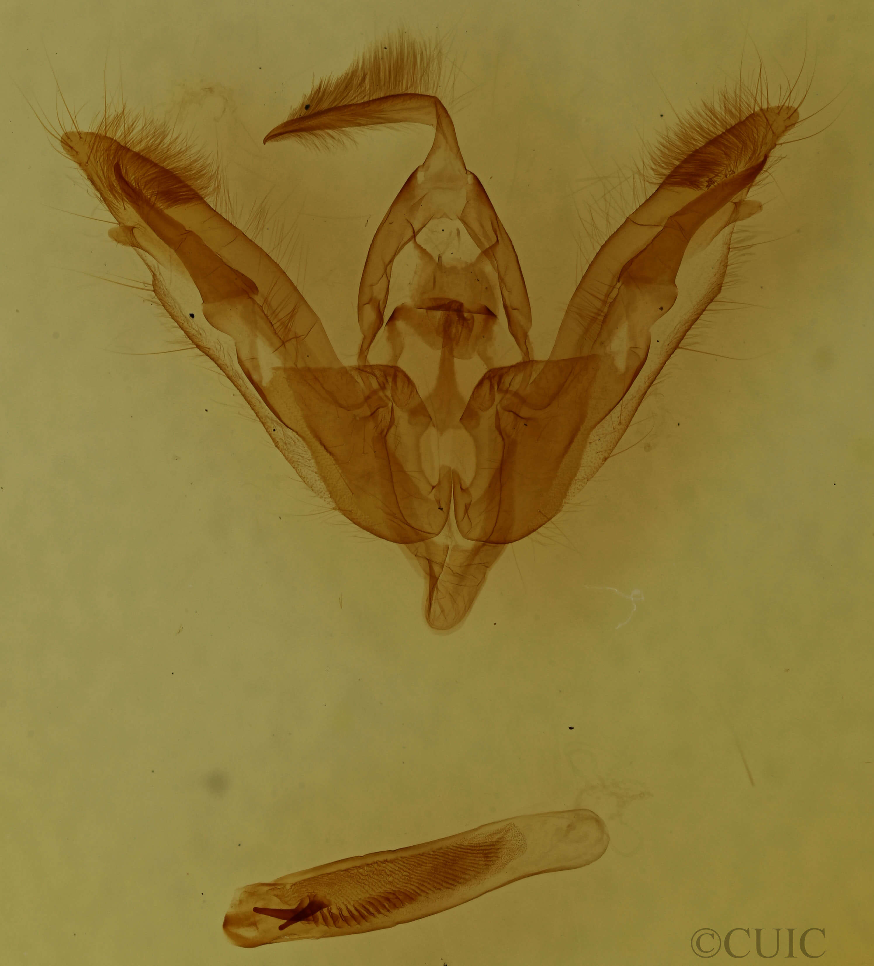 genitalia view of adult Tricholita signata