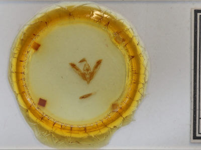 slide view of adult Tricholita signata