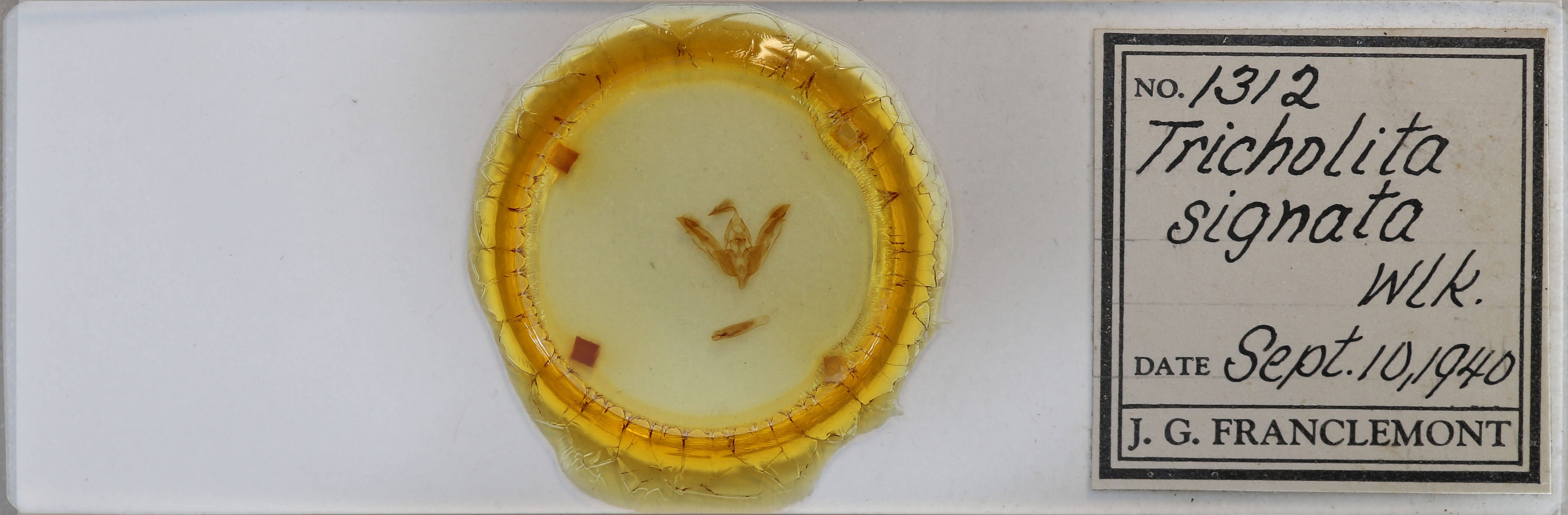 slide view of adult Tricholita signata