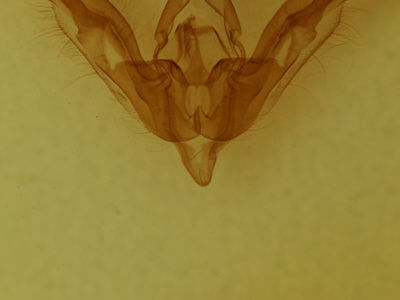 genitalia view of adult Tricholita signata