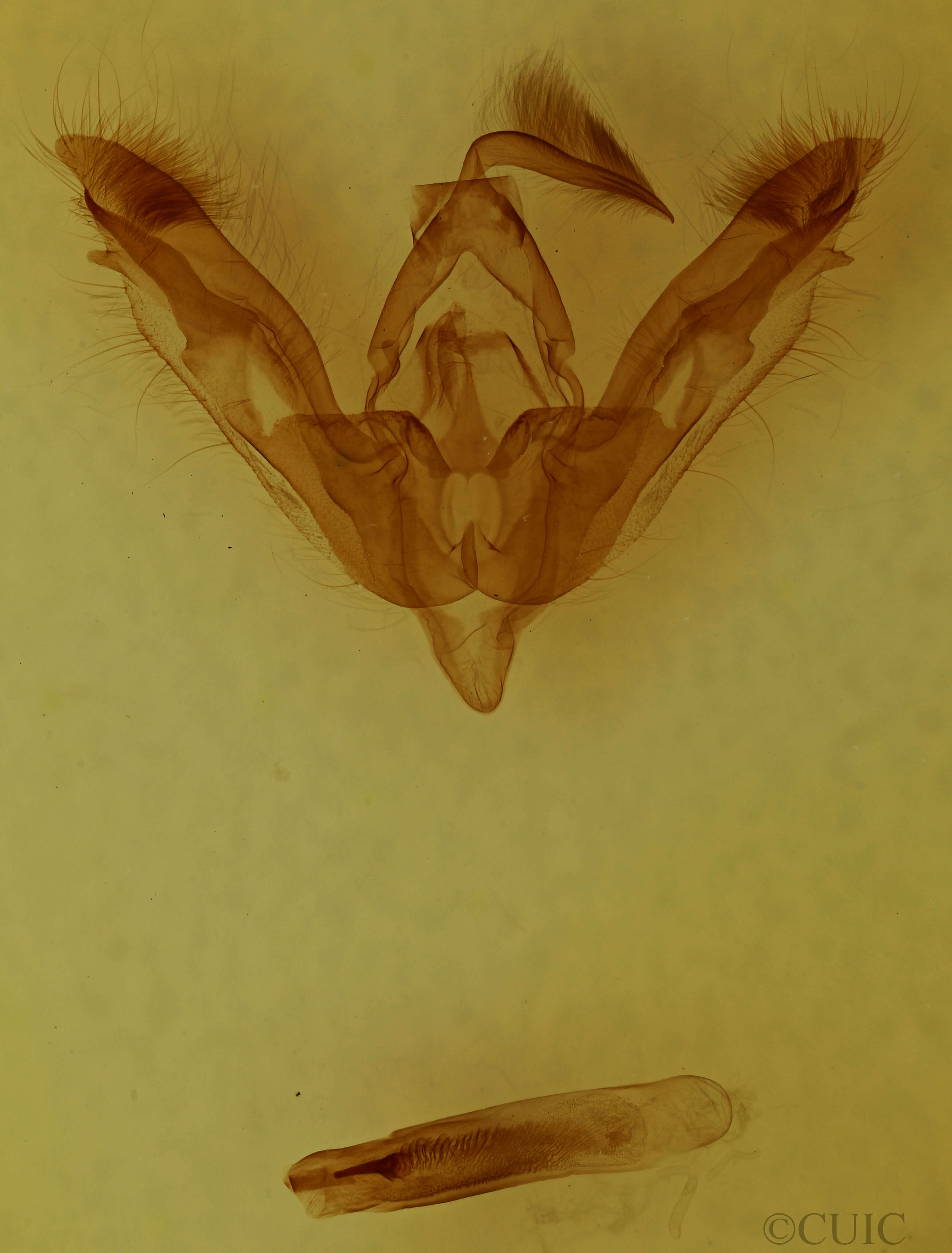 genitalia view of adult Tricholita signata