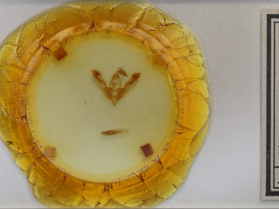 slide view of adult Tricholita signata