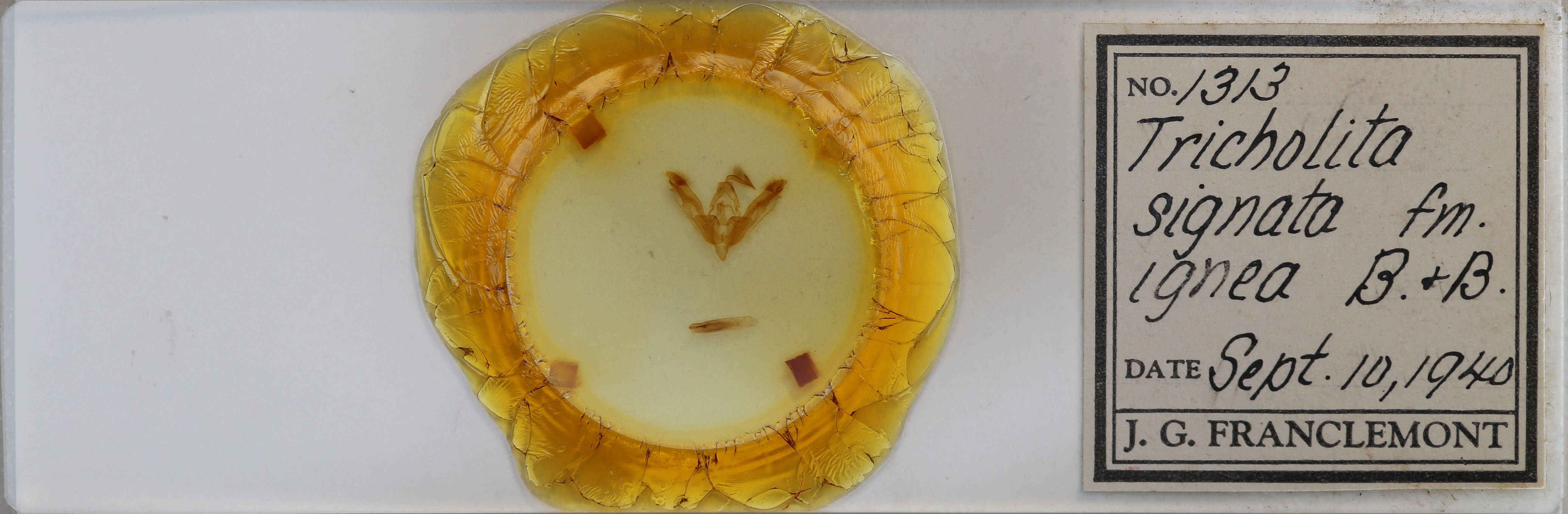 slide view of adult Tricholita signata