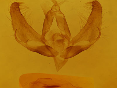 genitalia view of adult Trichosea ludifica