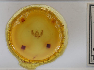 slide view of adult Trichosea ludifica