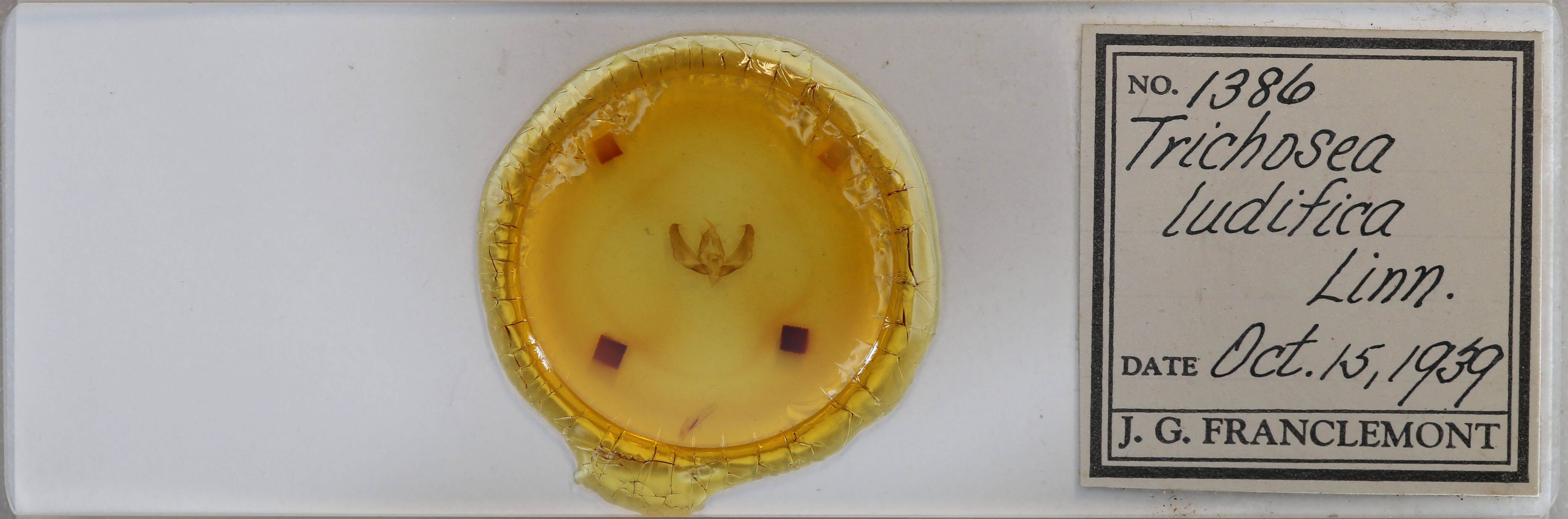 slide view of adult Trichosea ludifica