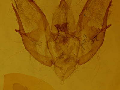 genitalia view of adult Triphosa dubitata