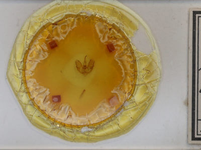 slide view of adult Triphosa dubitata