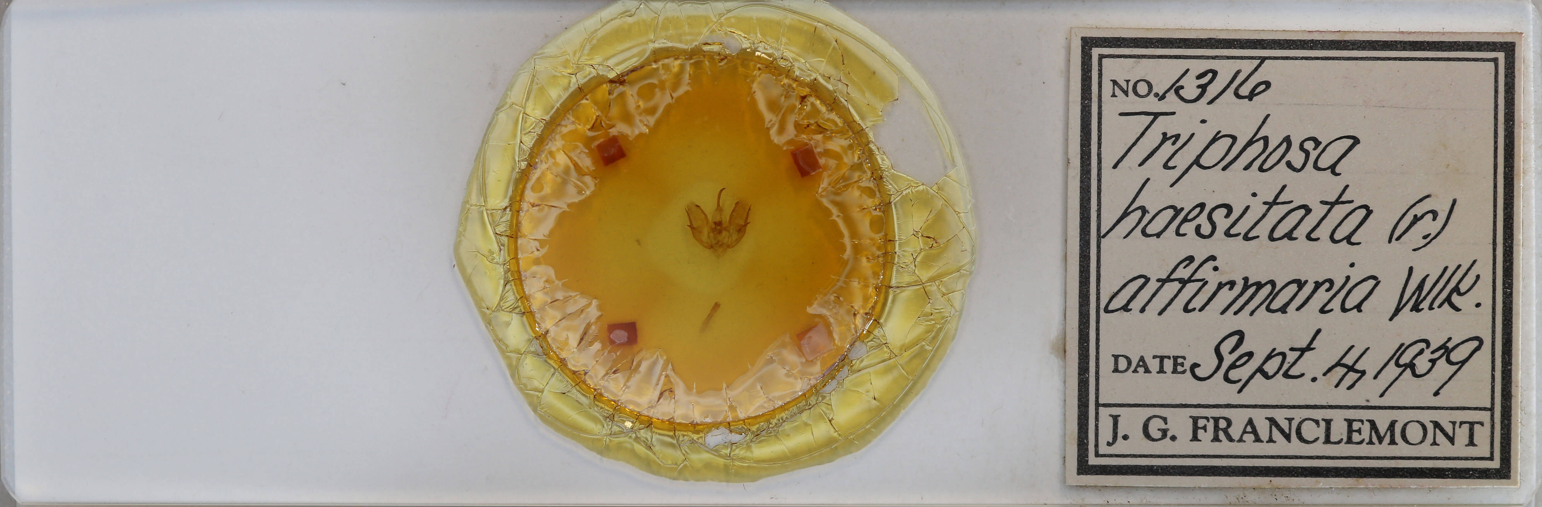 slide view of adult Triphosa dubitata