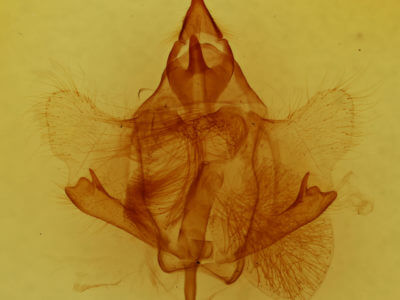 genitalia view of adult Trogoptera cf notata