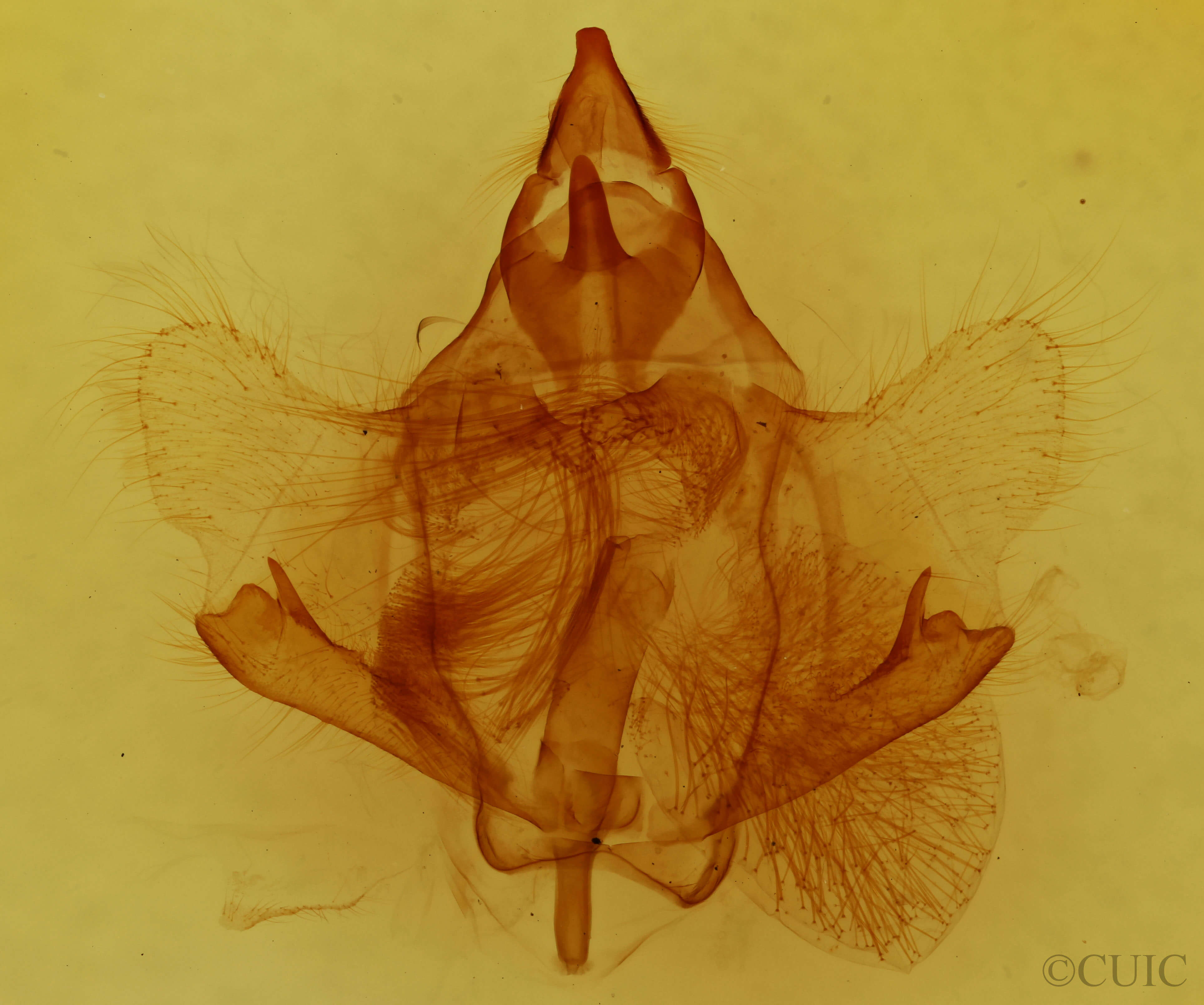 genitalia view of adult Trogoptera cf notata