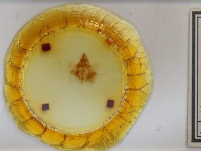 slide view of adult Trogoptera cf notata