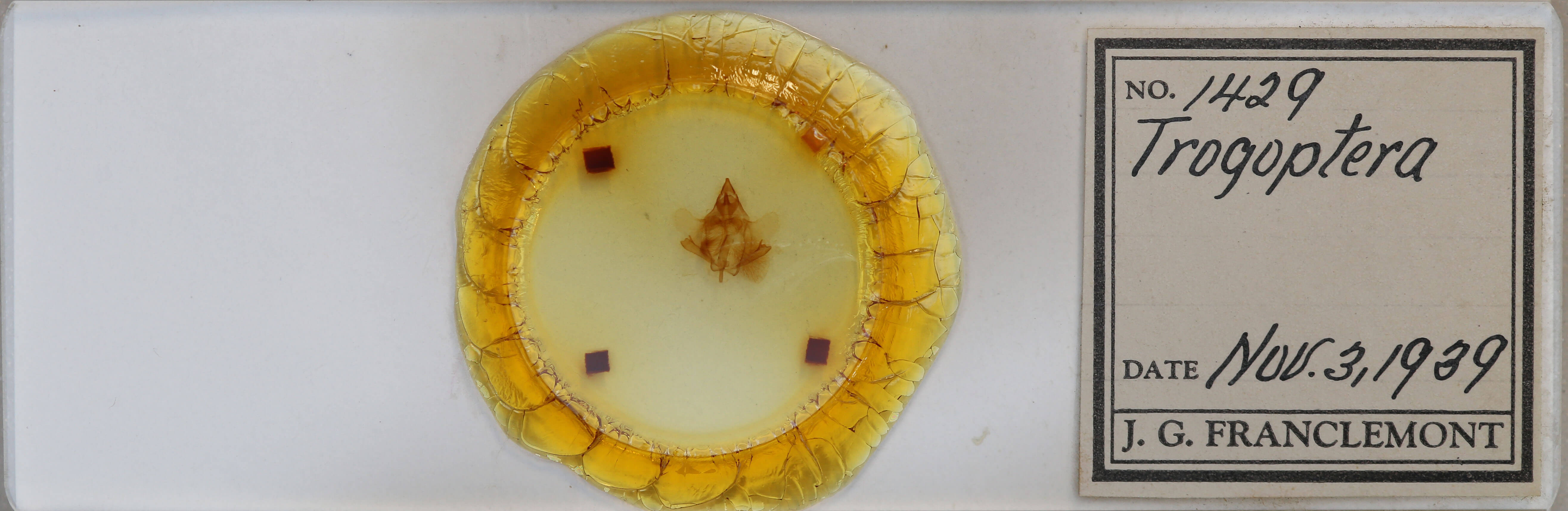 slide view of adult Trogoptera cf notata