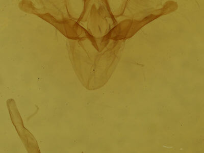 genitalia view of adult Venusia cambrica