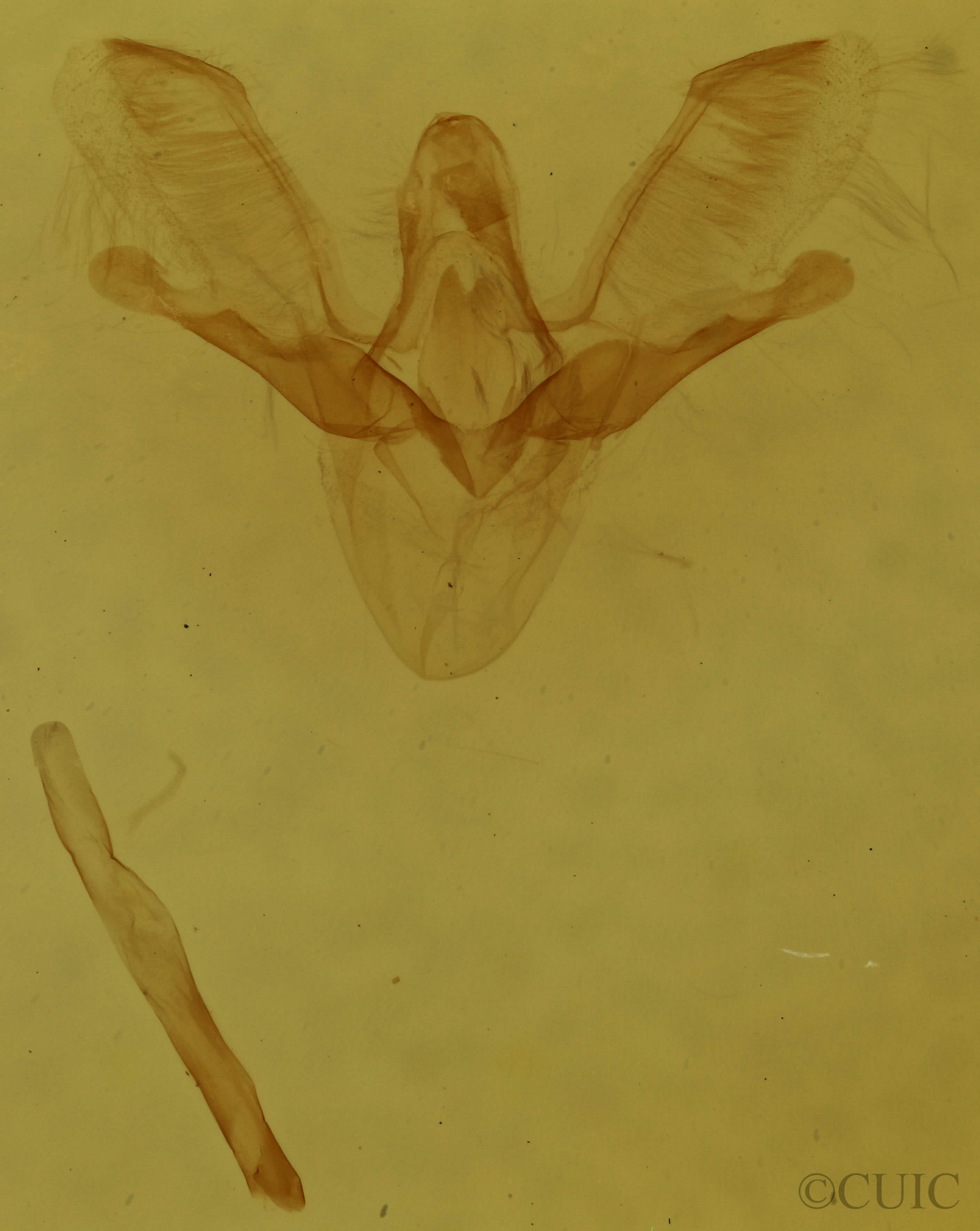 genitalia view of adult Venusia cambrica