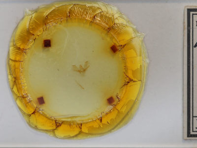 slide view of adult Venusia cambrica