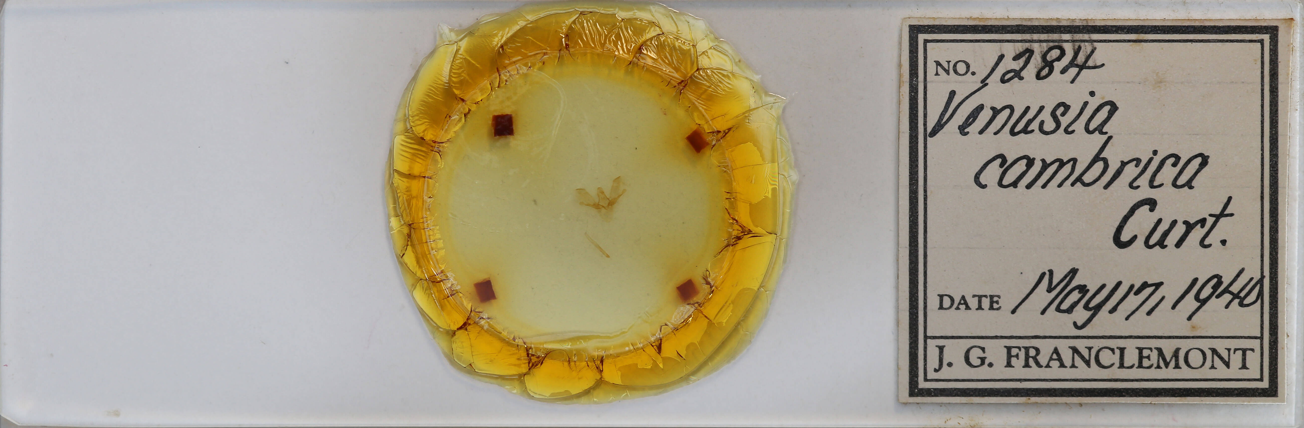 slide view of adult Venusia cambrica