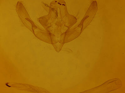 genitalia view of adult Xanthia togata
