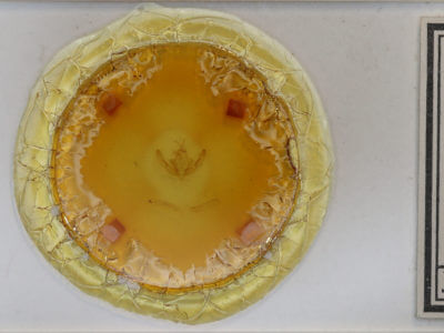 slide view of adult Xanthia togata