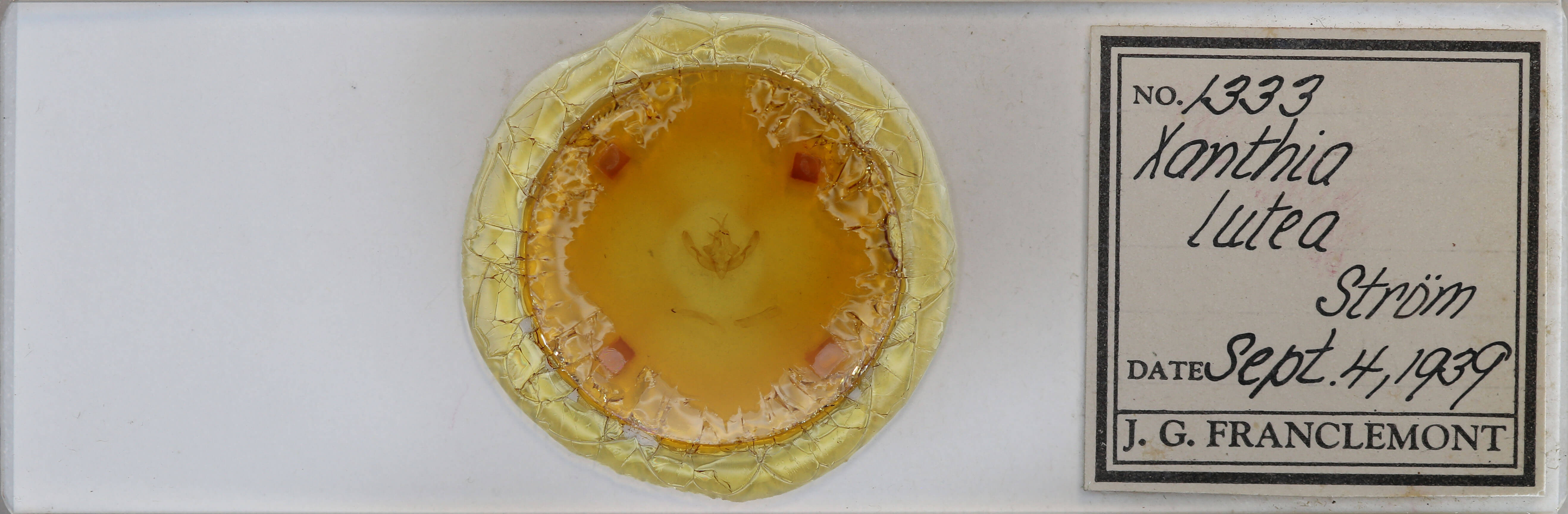 slide view of adult Xanthia togata