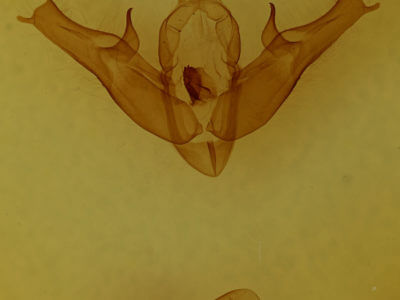 genitalia view of adult Pseudohermonassa bicarnea