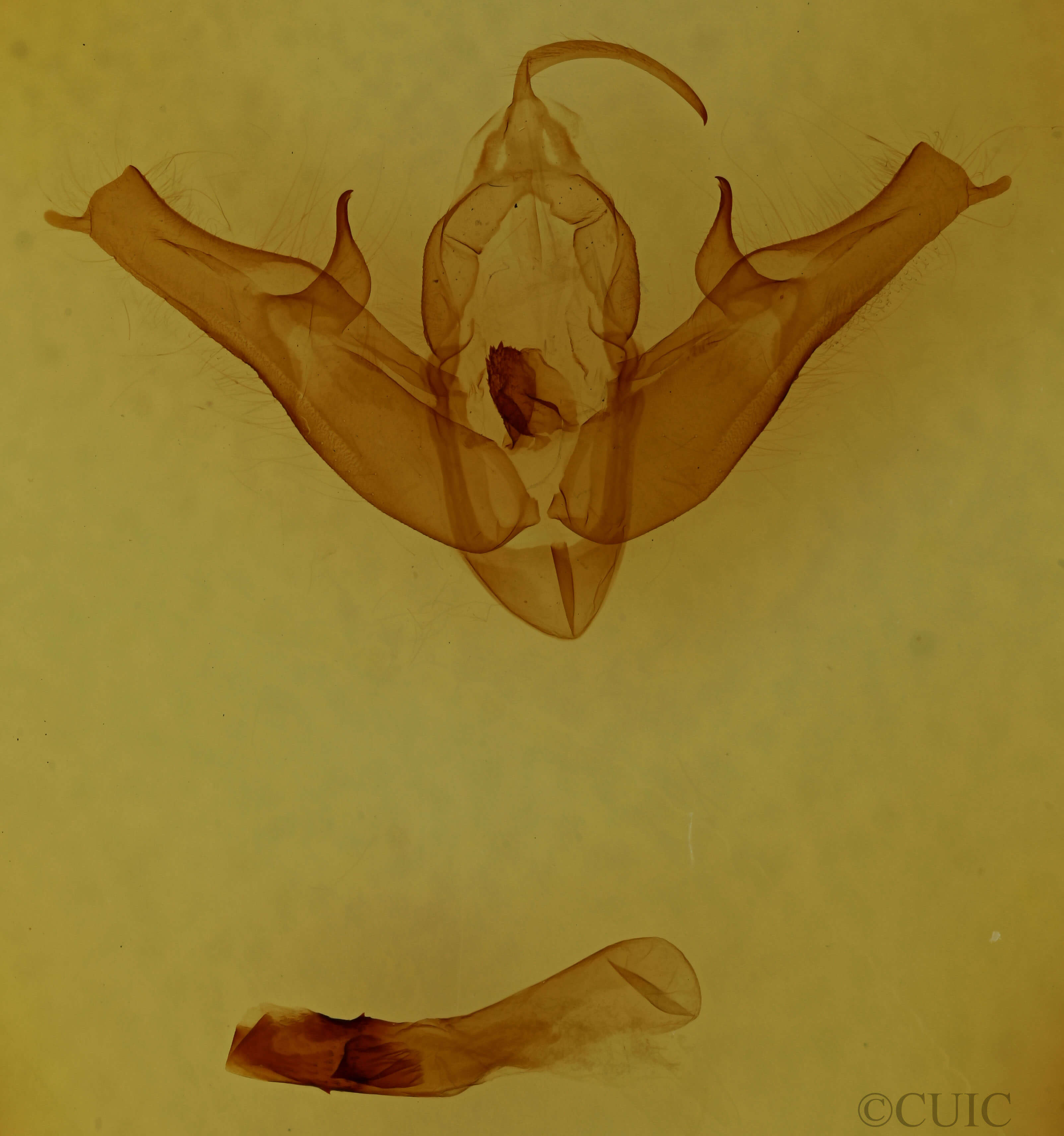 genitalia view of adult Pseudohermonassa bicarnea