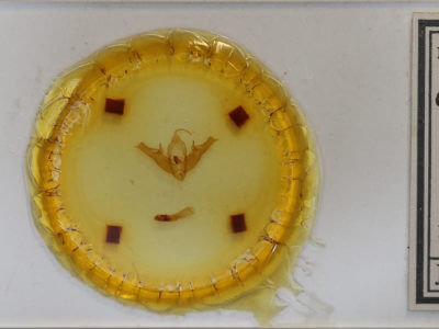 slide view of adult Pseudohermonassa bicarnea