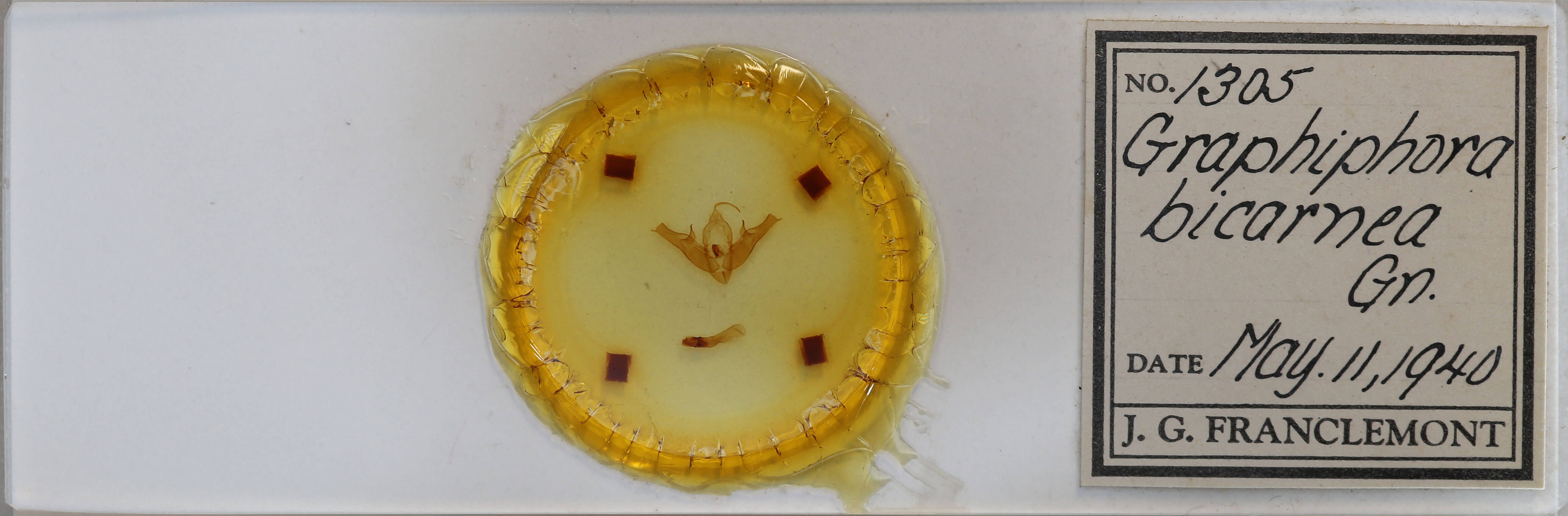 slide view of adult Pseudohermonassa bicarnea