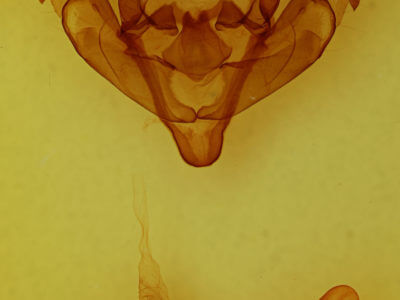 genitalia view of adult Xylena brucei