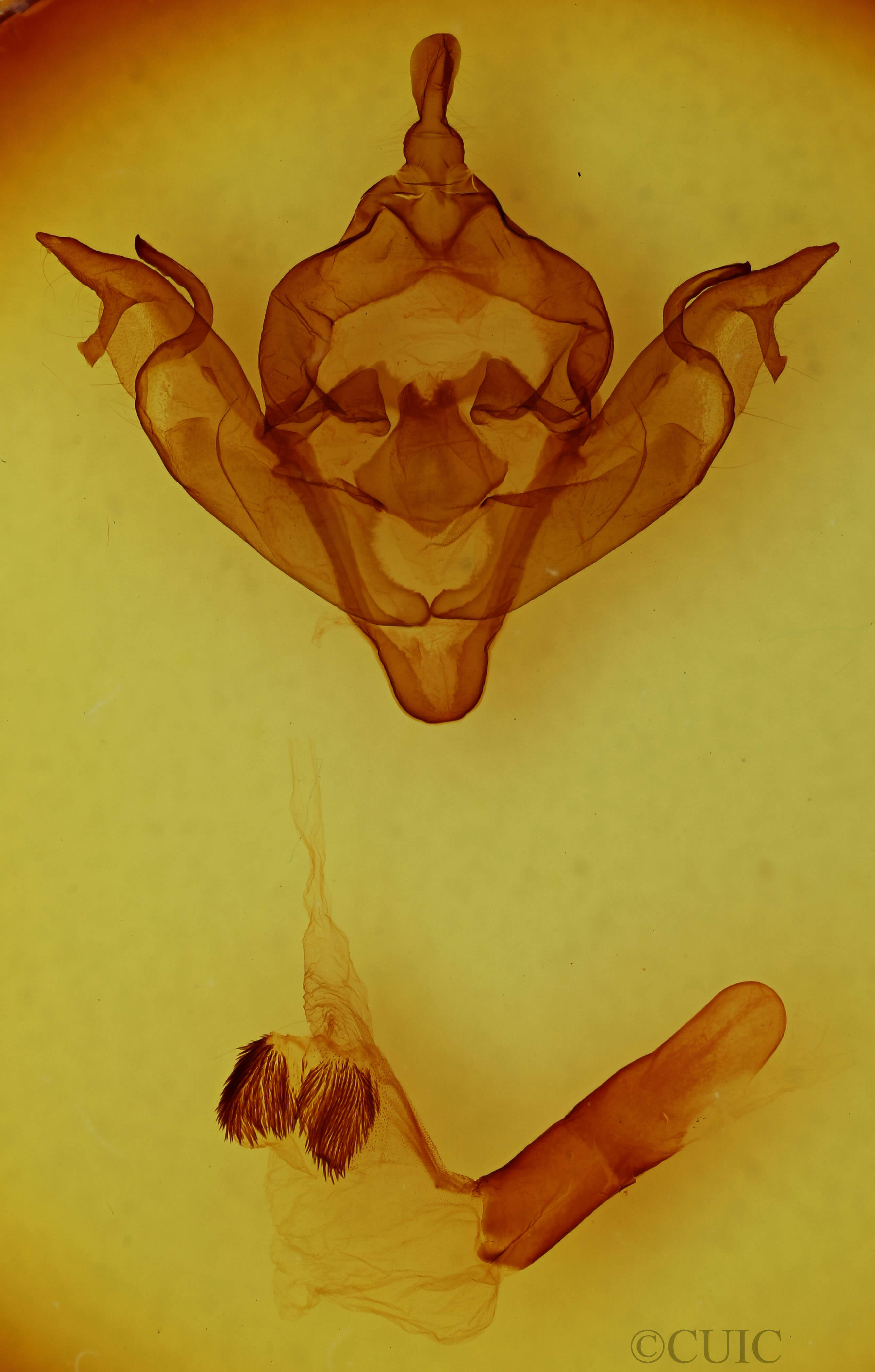 genitalia view of adult Xylena brucei