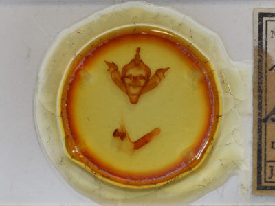 slide view of adult Xylena brucei