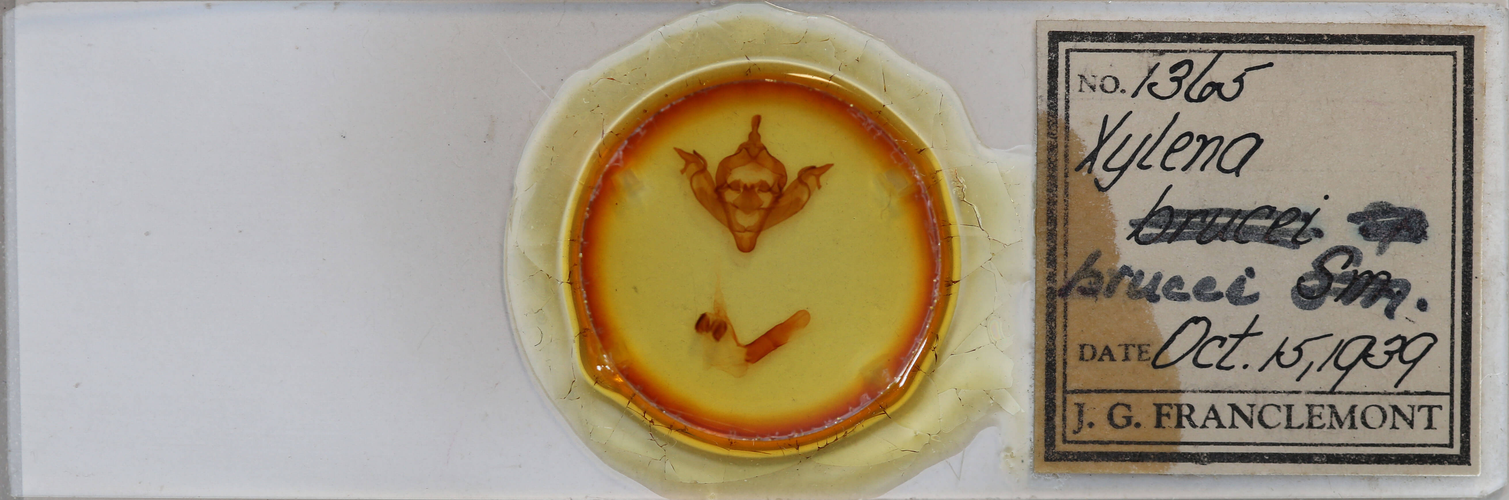 slide view of adult Xylena brucei