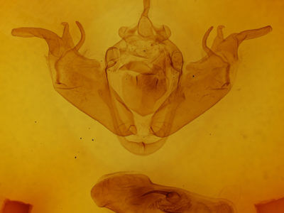 genitalia view of adult Xylena exsoleta