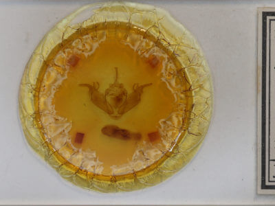 slide view of adult Xylena exsoleta