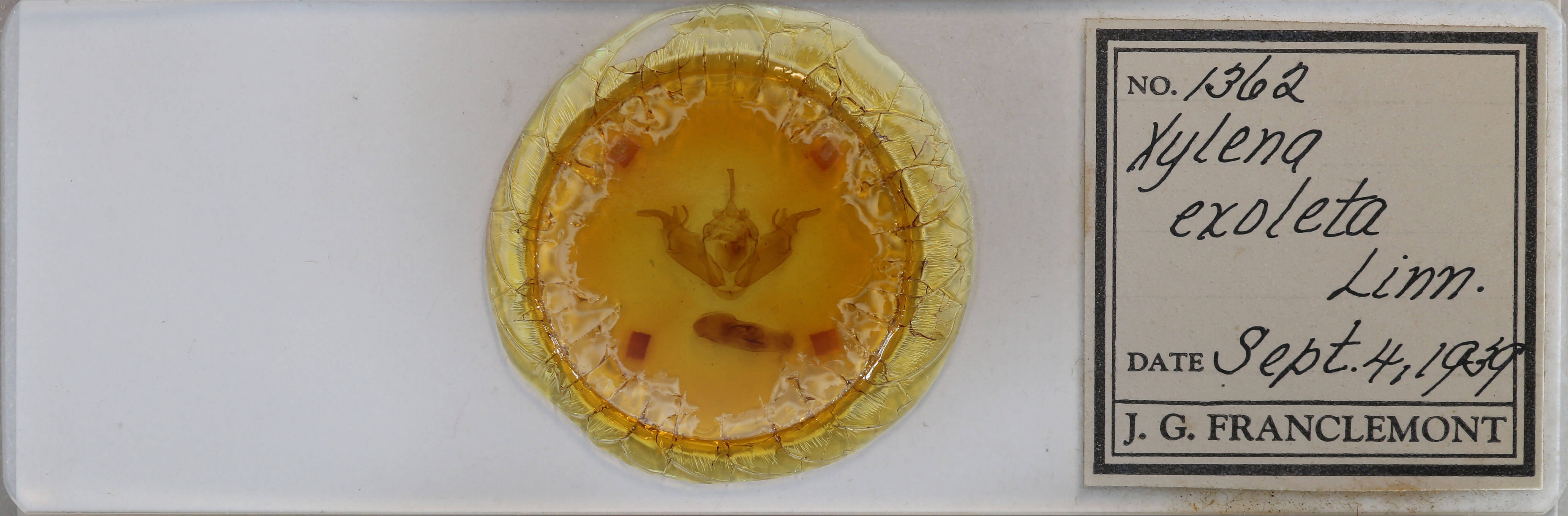 slide view of adult Xylena exsoleta